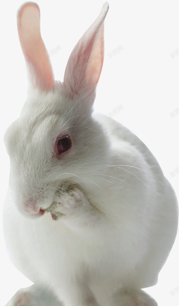 红眼兔子png免抠素材_新图网 https://ixintu.com 动物 可爱红眼兔子