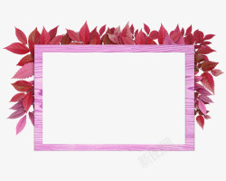 精美枫叶枫叶与相框高清图片