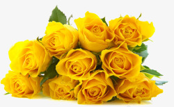 明亮水珠一束黄玫瑰高清图片