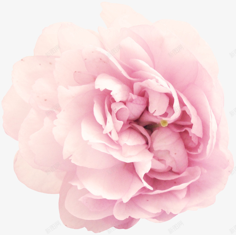 粉红色玫瑰花png免抠素材_新图网 https://ixintu.com 植物 玫瑰花 粉红色 花朵