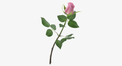 绿叶粉红色盛开单支玫瑰素材