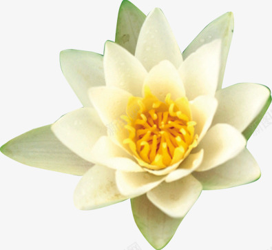 白色唯美纯洁分层花朵png免抠素材_新图网 https://ixintu.com 分层 白色 纯洁 花朵