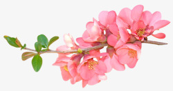 粉红花朵花枝枝头素材