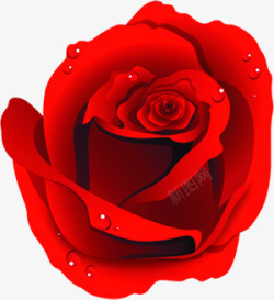 水珠鲜艳玫瑰花情人节素材