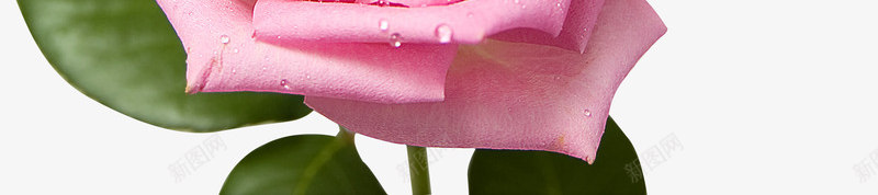 水珠粉色绽放花朵花瓣png免抠素材_新图网 https://ixintu.com 水珠 粉色 绽放 花朵 花瓣
