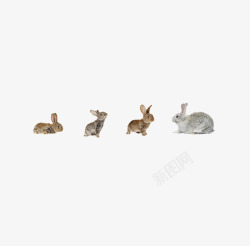 形状各异的小兔子素材