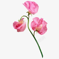 三朵粉红色的花朵手绘植物素材