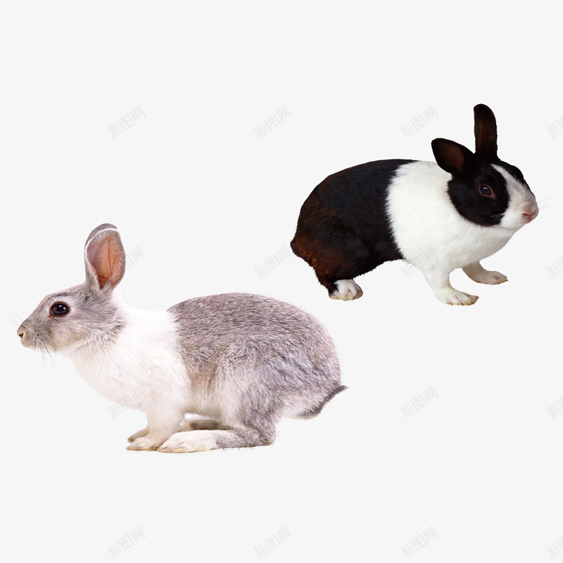 兔子两只png免抠素材_新图网 https://ixintu.com 动物 白兔 迅捷 黑兔
