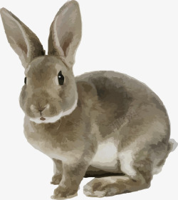 灰兔子小兔子可爱素材