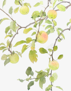 苹果树的果实手绘苹果树高清图片