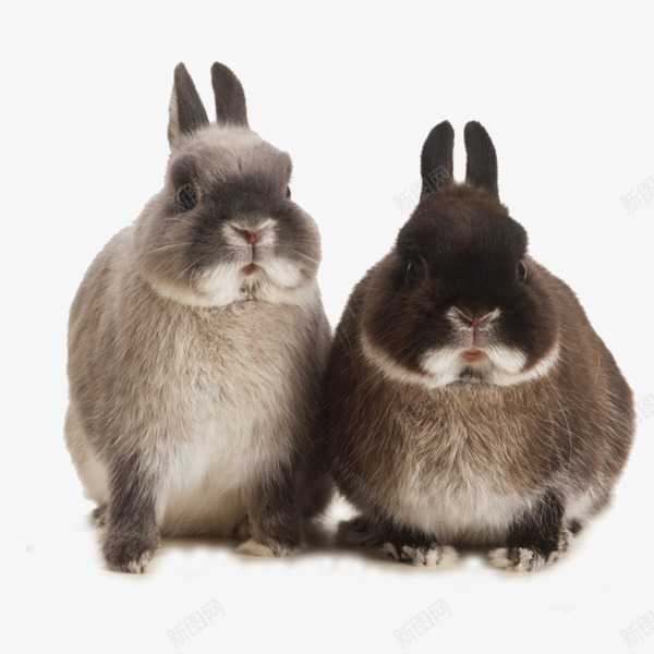 可爱呆萌兔图png免抠素材_新图网 https://ixintu.com 兔子 动物 可爱 图片素材 素材免抠 胡萝卜 装饰 野生动物