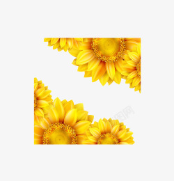 6朵金黄的向日葵组成的背景素材