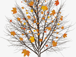 秋天一棵树一棵飘零的枫叶高清图片