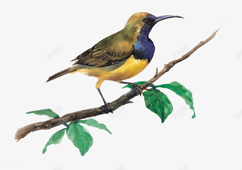 一只鸟在树枝上仰视远方png免抠素材_新图网 https://ixintu.com PNG图 彩色 树枝 绿叶 鸟