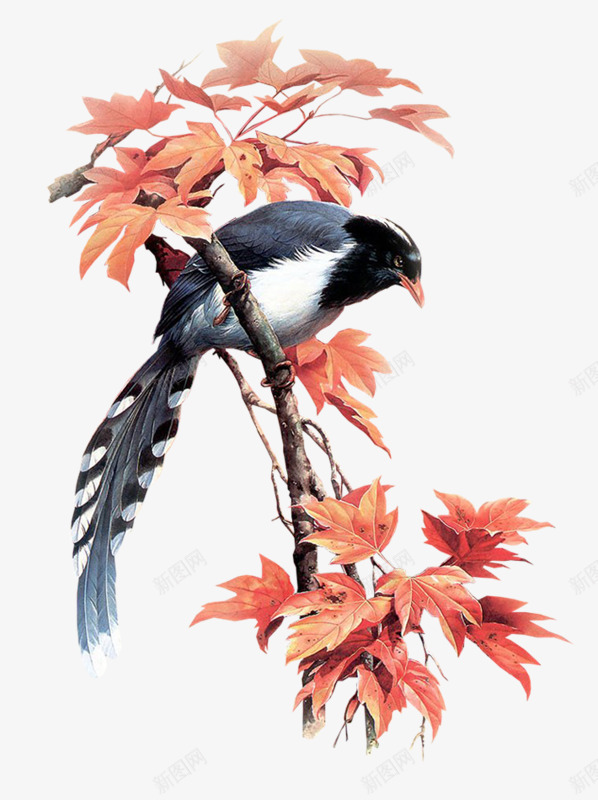 鸟站在树枝上的鸟png免抠素材_新图网 https://ixintu.com 树枝 站在