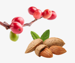 树枝上的樱桃和干果素材