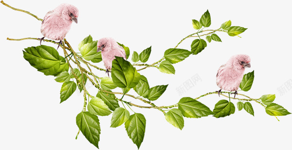 手绘粉色小鸟植物树叶png免抠素材_新图网 https://ixintu.com 小鸟 树叶 植物 粉色