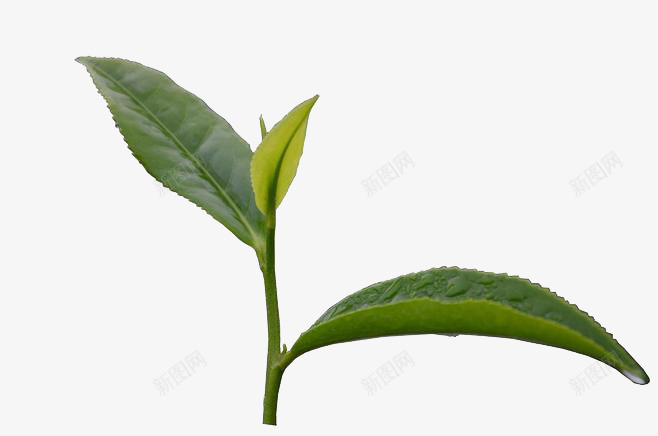 绿色茶叶png免抠素材_新图网 https://ixintu.com 嫩芽 植物 绿色 绿色植物