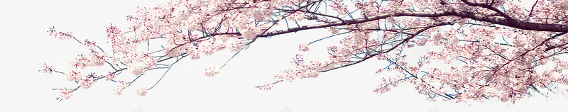 粉色梦幻树枝花朵png免抠素材_新图网 https://ixintu.com 树枝 梦幻 粉色 花朵
