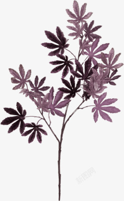 紫色枫叶素材
