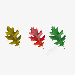 三种颜色的树叶素材