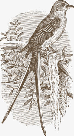 鸟类速写枝头的喜鹊高清图片