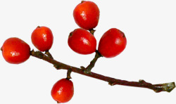 树枝红色果实素材