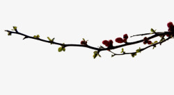干花树枝桃花树枝高清图片