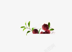 杨梅树枝杨梅高清图片