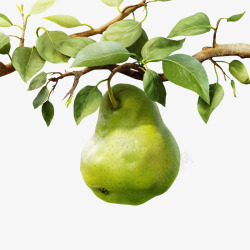 树枝上的绿色梨子素材
