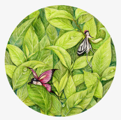 绿色茶叶于蝴蝶素材