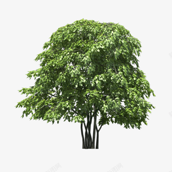 树木绿树树枝植物png免抠素材_新图网 https://ixintu.com 树木 树枝 植物 绿树