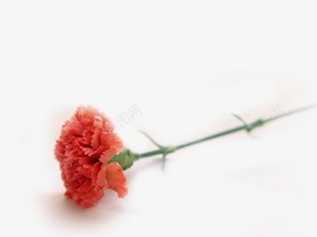 红色分层创意花朵植物png免抠素材_新图网 https://ixintu.com 分层 创意 植物 红色 花朵
