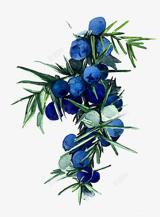 水彩蓝莓png免抠素材_新图网 https://ixintu.com 卡通 手绘 水彩 水果 秋天 绿叶 蓝莓 装饰