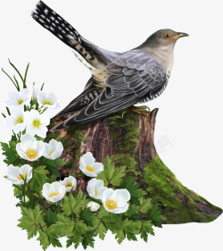 休息的鸟木桩和花鸟高清图片