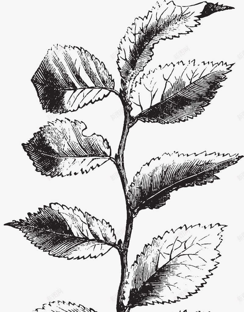 素描树枝和叶子图标png_新图网 https://ixintu.com 叶子 树叶 树枝 素描 黑白色