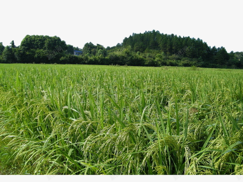 山下的稻田png免抠素材_新图网 https://ixintu.com 农业 农作物 夏季 小麦 山 树林 植物 禾苗 稻田 稻谷 绿色 自然