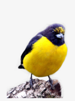 站着的小鸟黄色肚子的小鸟高清图片