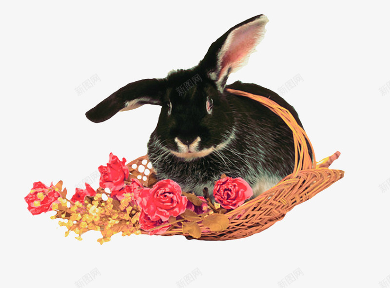 黑兔子在花篮里png免抠素材_新图网 https://ixintu.com 动物 玫瑰 花篮 黑兔子