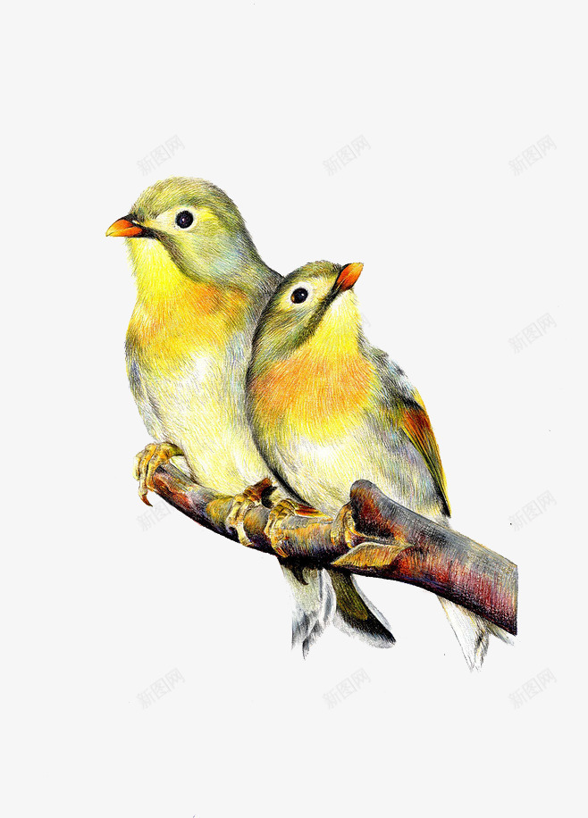 两只小鸟png免抠素材_新图网 https://ixintu.com 动物 小黄鸟 手绘小鸟 树枝