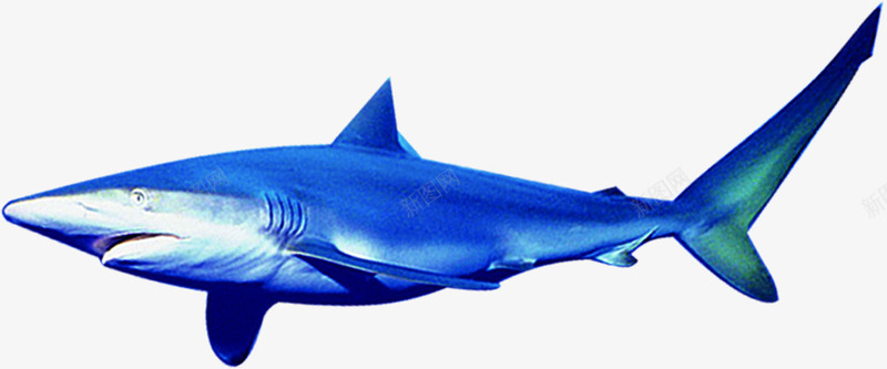 鲨鱼海鱼海洋夏季png免抠素材_新图网 https://ixintu.com 夏季 海洋 海鱼 素材 鲨鱼