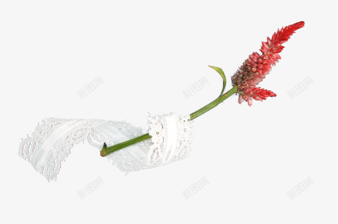 花朵红色花朵丝带装饰png免抠素材_新图网 https://ixintu.com 丝带 红色 花朵 装饰