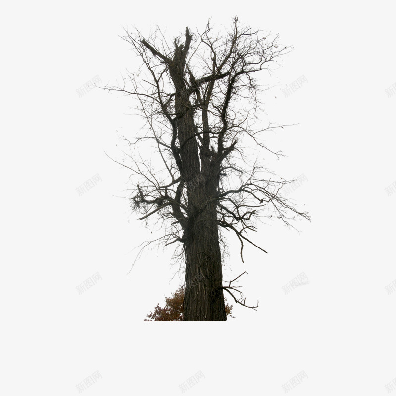 枯树png免抠素材_新图网 https://ixintu.com 四季树 无叶 枯树 树叶 树木 树林 树枝 植物 秋天的树 花草树