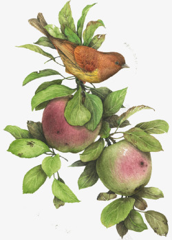 缁垮彾镣圭紑花卉组合苹果桃子高清图片