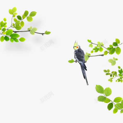 树枝上的鹦鹉png免抠素材_新图网 https://ixintu.com 树枝 绿色 装饰 鸟