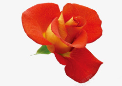 红色分层盛开花朵玫瑰素材