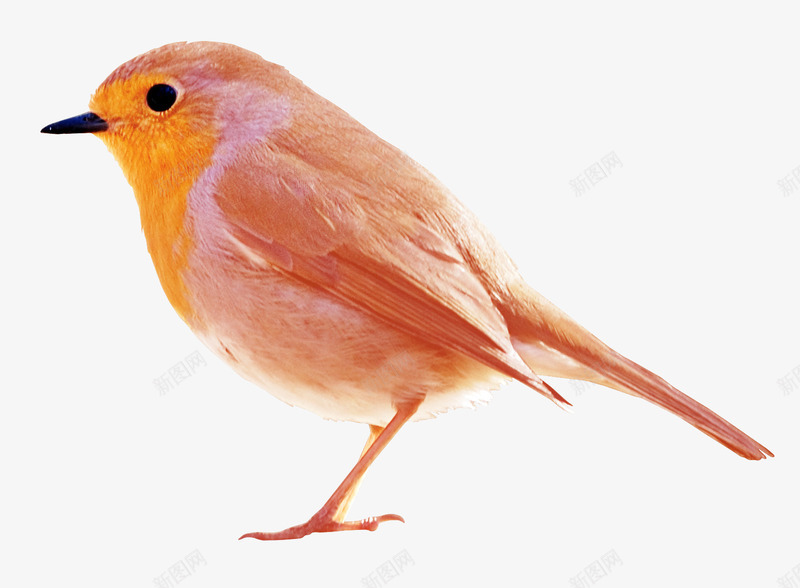 红色小鸟图案png免抠素材_新图网 https://ixintu.com 动物 砖红色 砖红色背景 站立小鸟 装饰图案 鸟