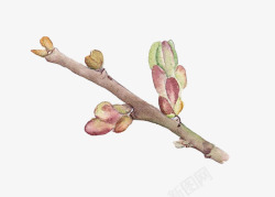 桃树开花手绘画素材