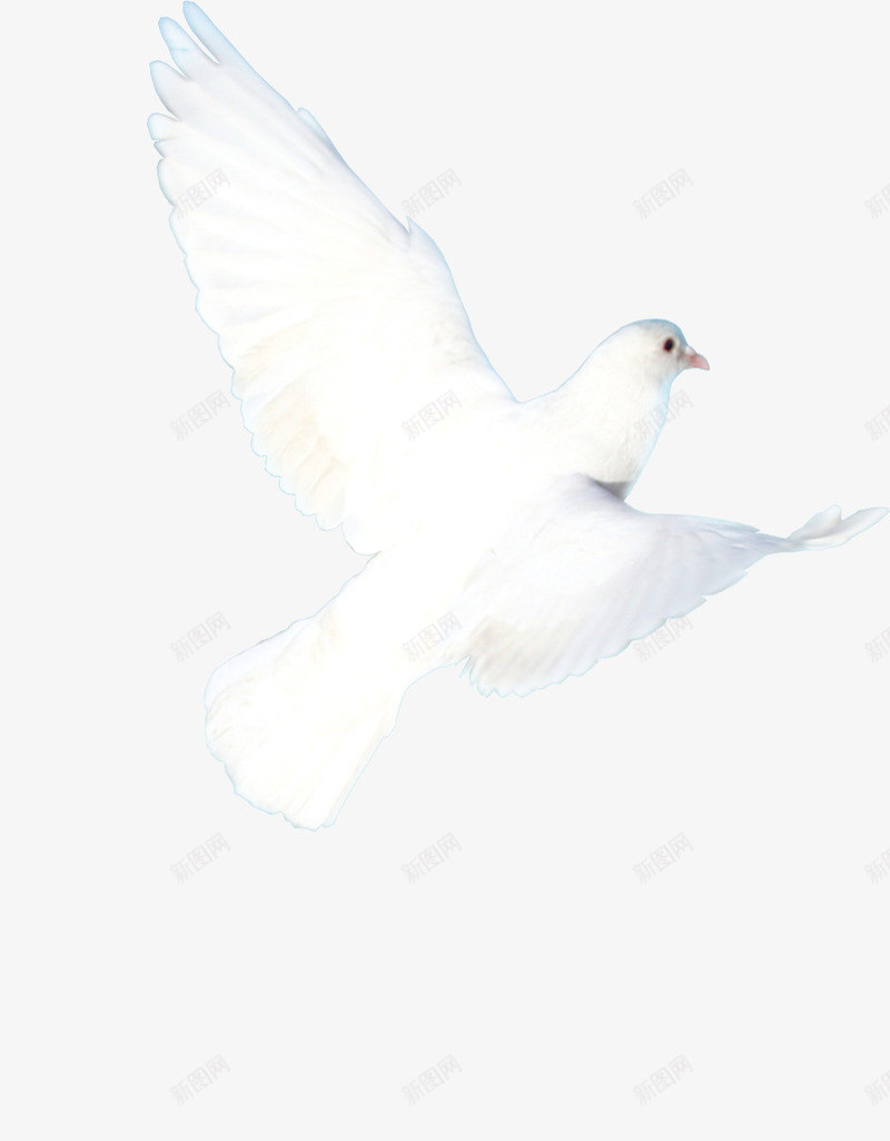 飞翔的小鸟png免抠素材_新图网 https://ixintu.com PNG PNG素材 候鸟 免费PNG素材 免费素材 手绘 白色
