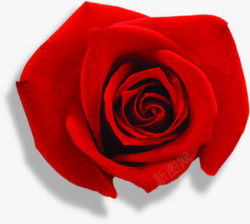 红色鲜花玫瑰分层素材